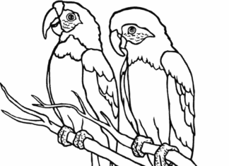 disegno pappagalli da colorare e stampare